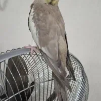 عروس هلندی  ماده