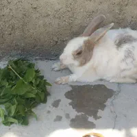 خرگوش خانگی  تمیز