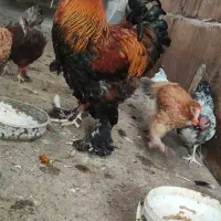 خروس زیبا ودرشت