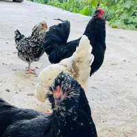 خروس گلین بومی