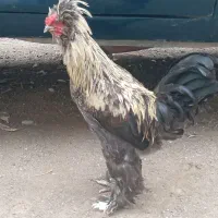خروس سلطان، مینیاتوری