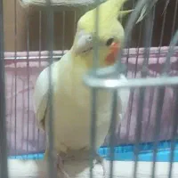 عروس هلندی ماده