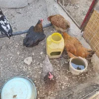 ۴عدد مرغ تخم گذار