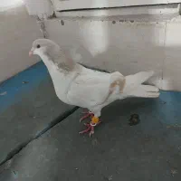 کبوتر نر