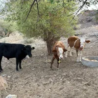 گوساله نر