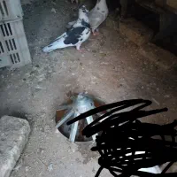 کبوتر