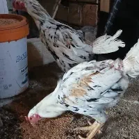 خروس لاری یک ساله