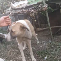 سگ نگهبان ماده