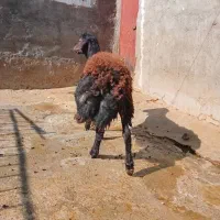 یک عدد بره قوچ قره غزل افشار لخت