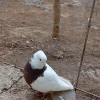 کفتر‌طوقی‌