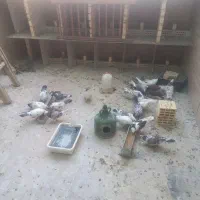 کبوتر پرشی