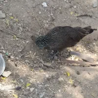 مرغ