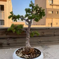 بونسای کراسولا جید