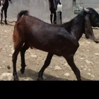 کهره نر دورگ