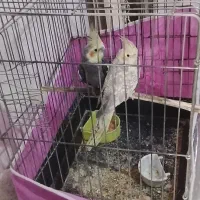 پرنده