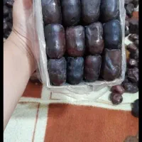 خرما با وزن ۷کیلو۸۰۰