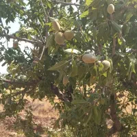 مزرعه-بادام