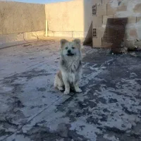 پامر روباهی. معاوضه با کبوتر