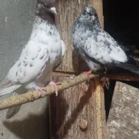 کبوتر|پرنده|گرگان, |دیوار