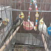 عروس هلندی