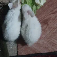خرگوش