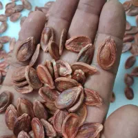 دانه بذری هندوانه