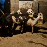 سه راس بره قوچ پلنگی یک راس بره ماده سفید