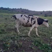 گاو با گوساله ماده
