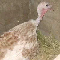 بوقلمون کانادایی نایاب با جوجه هاش