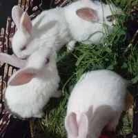 خرگوش سفید چشم قرمز