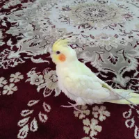 ۲عددجوجه عروس هلندی تمام زعفرانی