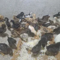 جوجه.
