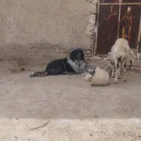 واگذاری سگ گله قهدریحانی