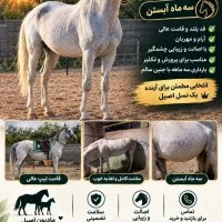 مادیان   آبستن