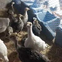 جوجه بوقلمون ۱ ماهه