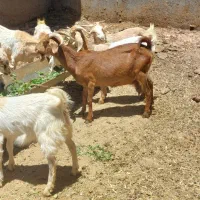 12راس بز و کهره پاکستانی، 11بره افشاری