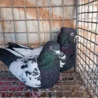 کفتر رنگی ،سینه، طوقی،سیاه