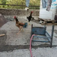 تخم نطفه دار