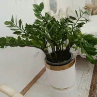 گل زامفولیا