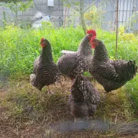 ست چهارتایی پلیموت راک (آمروک)