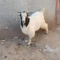 بزغاله نر