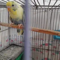 مرغ‌عشق‌نر