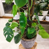 گیاه برگ انجیری