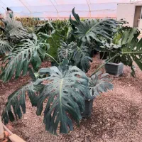گل انجیری مونسترا غول