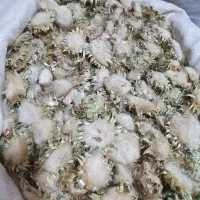 پخش عمده تخم و گل خار مریم وآرتیشو وتخم کنگر وغیره