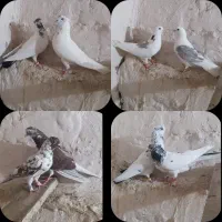 کبوتر