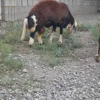 قوچ تازه شیشک شده پوست گاوی آث اث اصلاح نژاد