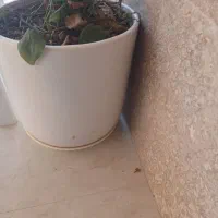 چند عدد گلدان سرامیکی موجود هست در حد نو و تمیز