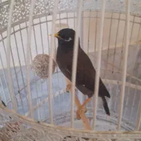 مینا