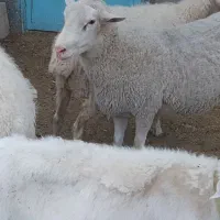 قوچ رومن